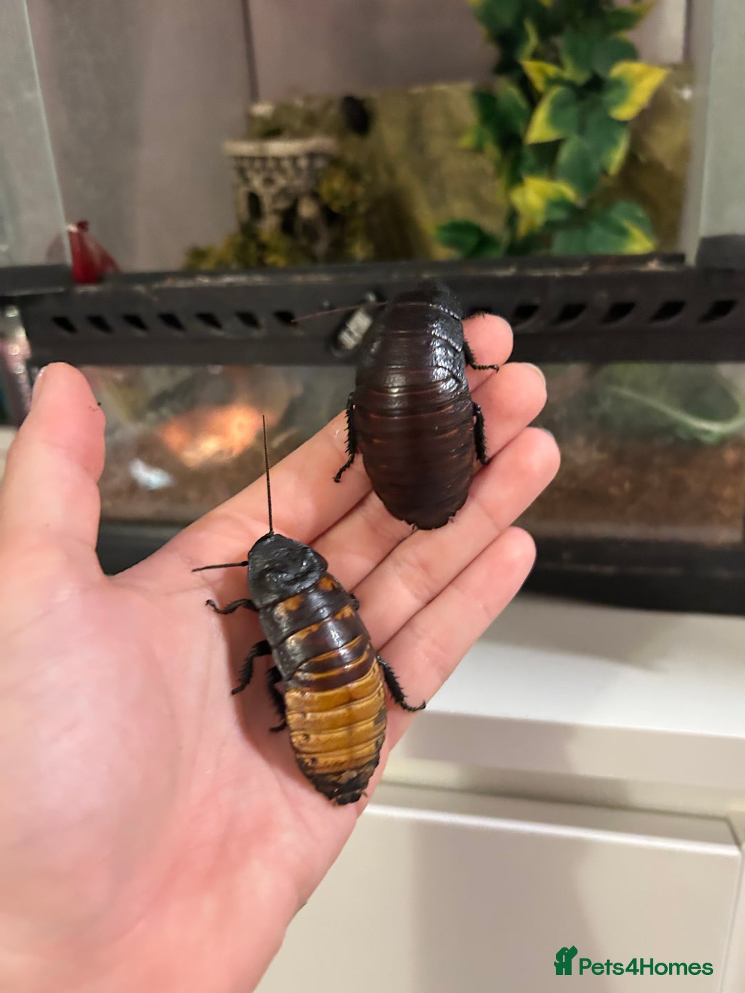 Cockroaches invertebrates for sale: adult and baby hissing cockroaches with setup  - Image 2