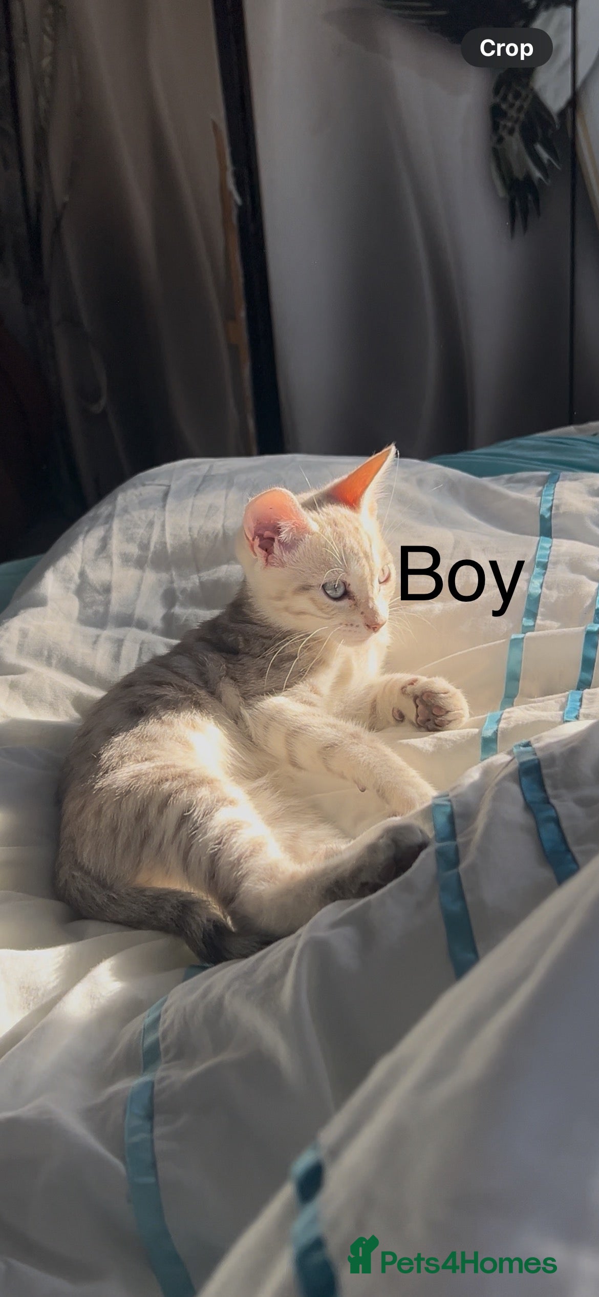 Mixed Breed cats mixed bengal kittens, ready to leave b4  **  - Advert 8