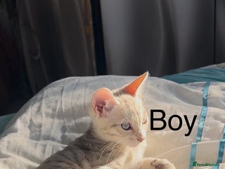 Mixed Breed cats mixed bengal kittens, ready to leave b4 Xmas - Advert 1