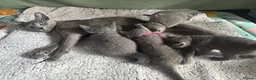Russian Blue cats for sale: TOP PEDIGREE RUSSIAN BLUE KITTENS 🐱 - Advert 22