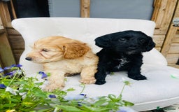 Cockapoo dogs for sale: Exceptional F2 cockapoo puppies available - Image 15