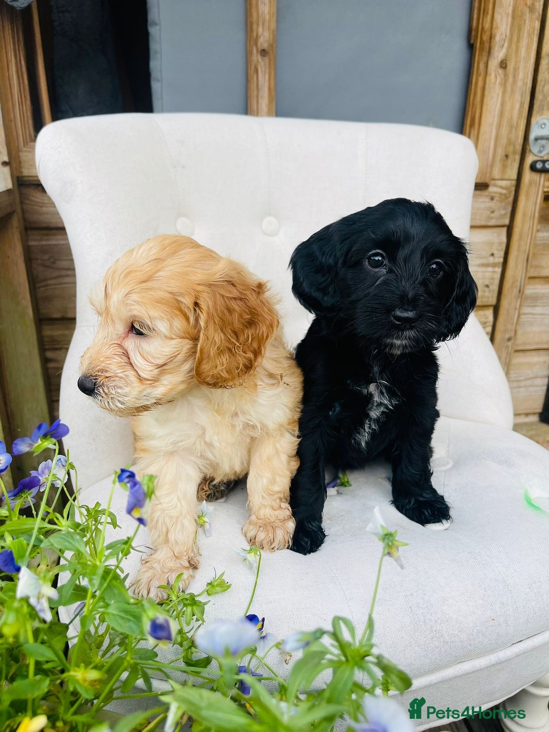 Cockapoo dogs for sale: Exceptional F2 cockapoo puppies available - Image 15