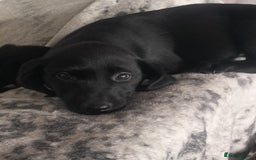 Labrador Retriever dogs for sale: Beautiful black lab pups KC Reg - Image 2