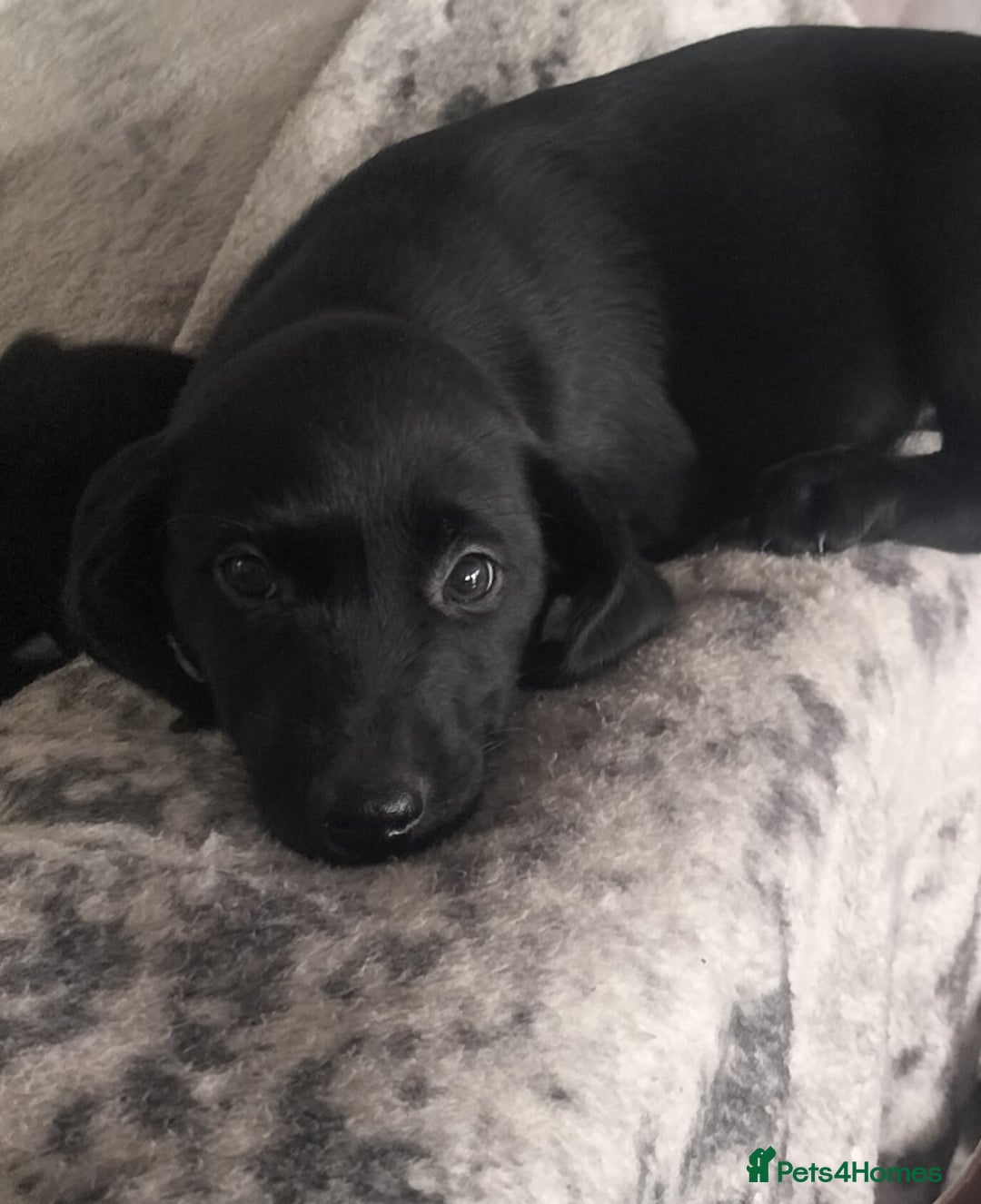 Labrador Retriever dogs for sale: Beautiful black lab pups KC Reg - Image 2