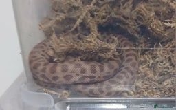 Python Snake reptiles for sale: Children's Pythons  - Image 6