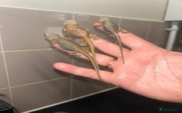 Bearded Dragon reptiles for sale: Bearded dragons  babies  - Image 9
