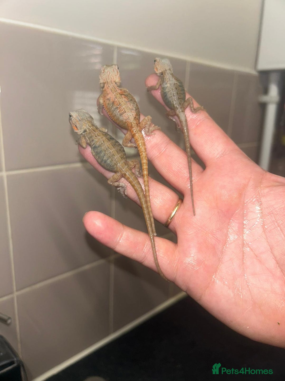 Bearded Dragon reptiles for sale: Bearded dragons  babies  - Image 9