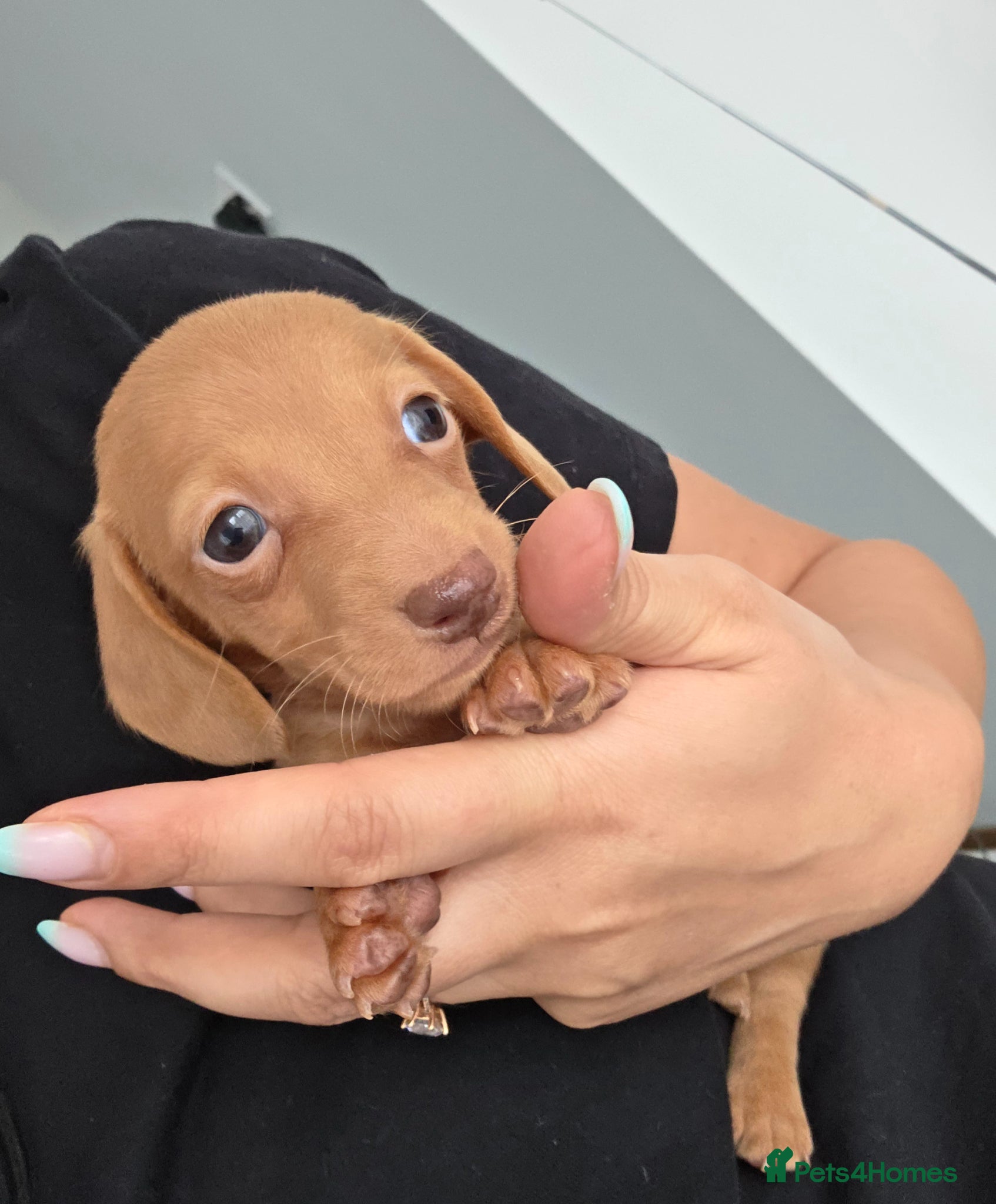 Miniature Dachshund dogs Kc Miniature Dachshunds - Advert 11