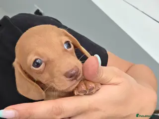 Miniature Dachshund dogs Kc Miniature Dachshunds - Advert 2