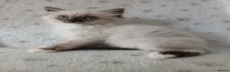 Munchkin cats for sale: Ragdoll kittens **READY NOW** 😍  - Advert 6