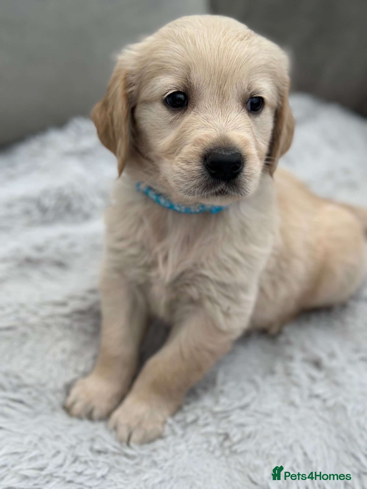 Golden Retriever dogs *Beautiful KC Golden retriever puppies* - Advert 1