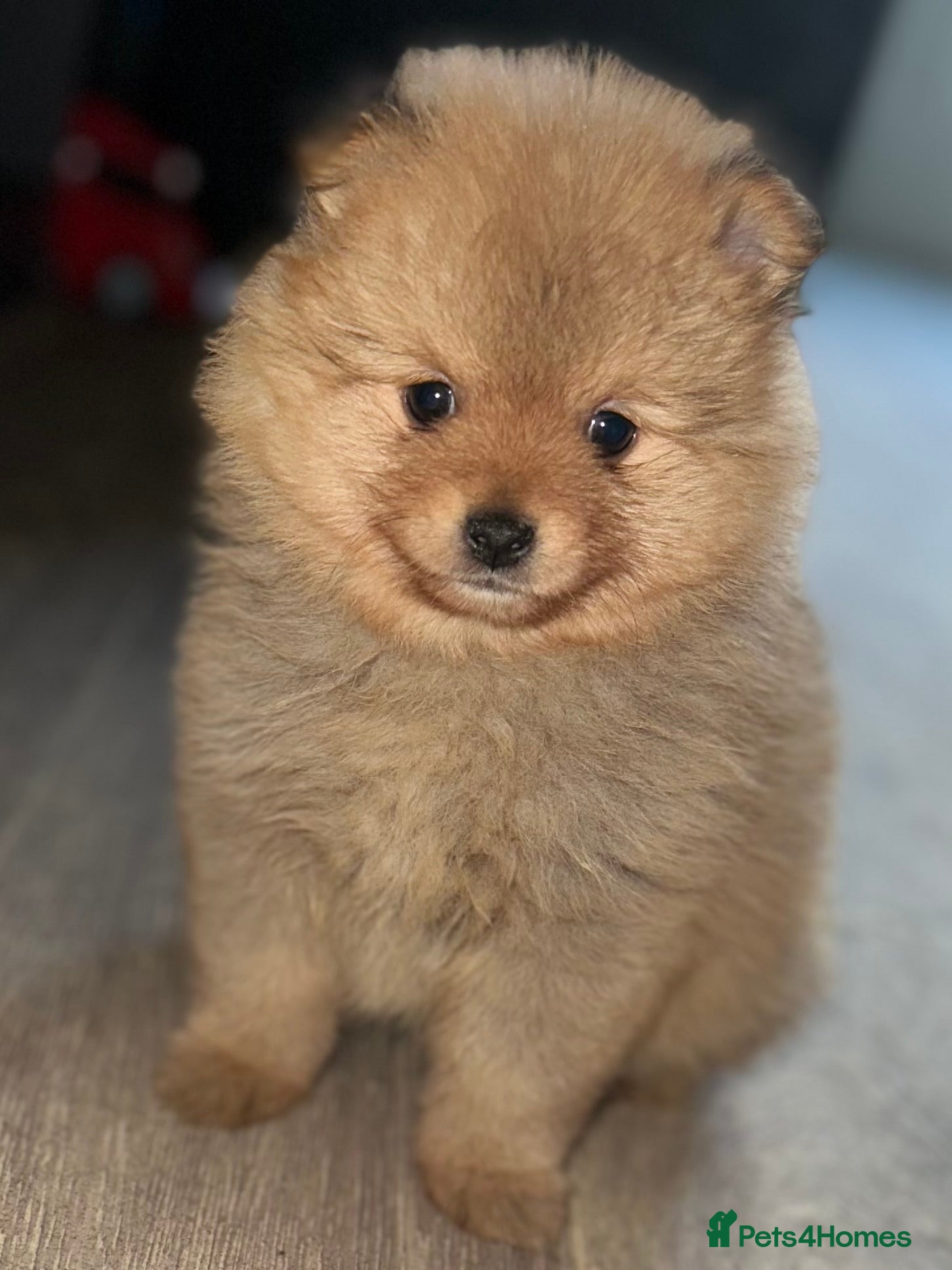 Brown Maltese Japanese Spitz Mix Spitz Pomeranian Maltese Mix For Sale  Spitz Maltese Pomeranian, image size:1451x1935