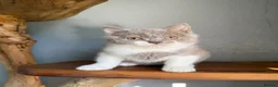 British Shorthair cats for sale: TICA British Shorthair  - Advert 7