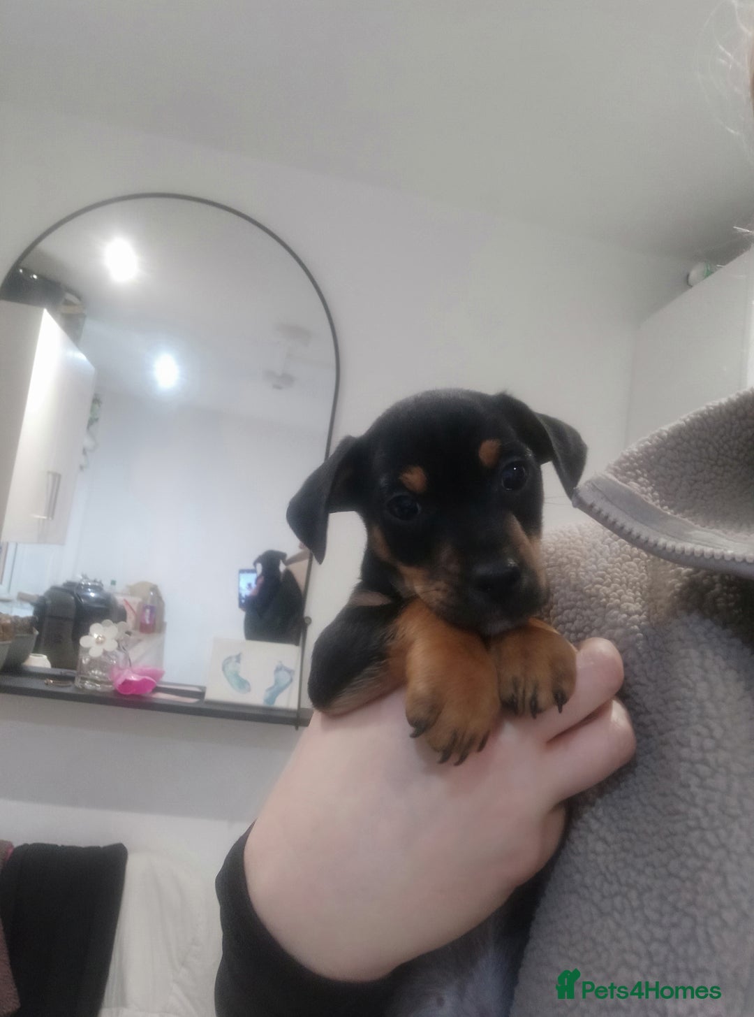 Jack Russell dogs for sale: Jack Russell  - Advert 8