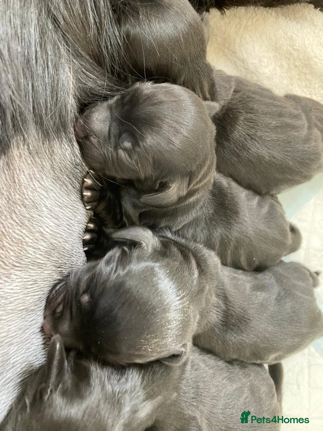 Sprocker dogs for sale: Available now! Sprocker Spaniel puppies - Advert 1