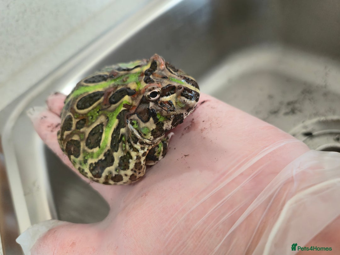 Frog reptiles for sale: Pacman Frog - Image 3