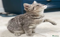 Domestic Shorthair cats for sale: British Shorthair x Black Domestic  - Image 11