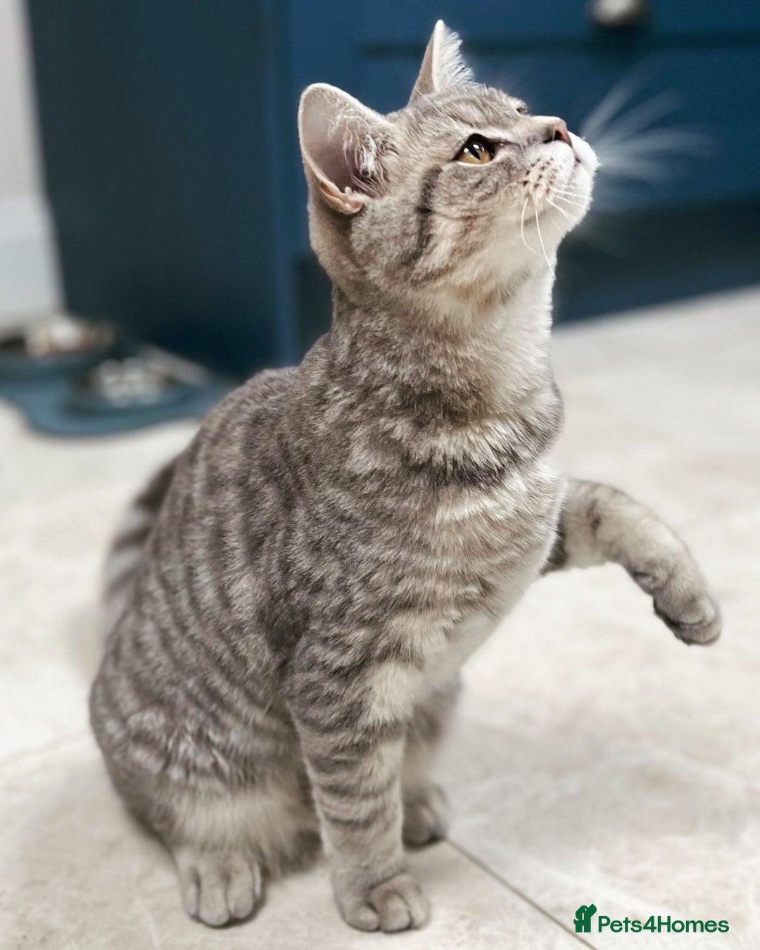 Domestic Shorthair cats for sale: British Shorthair x Black Domestic  - Image 11