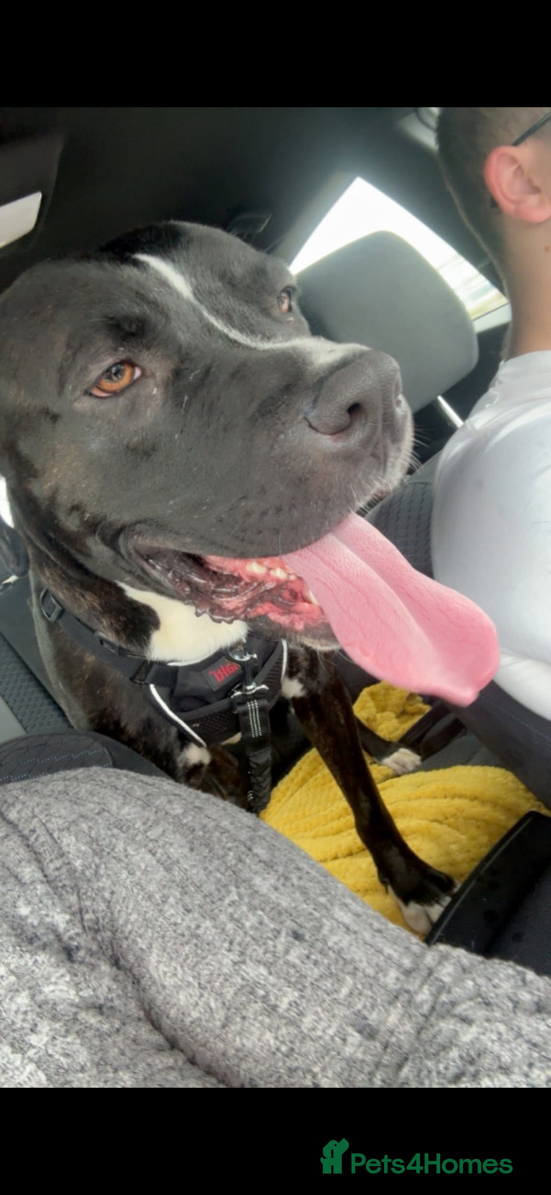 Cane Corso dogs for sale: Tyson - Image 3
