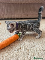 Bengal cats Stunning TICA registered pedigree Bengal kittens - Advert 1