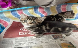 Mixed Breed cats for sale: Maine coon mixed breed - Image 5