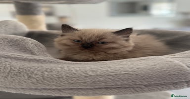 Ragdoll cats - Advert 9