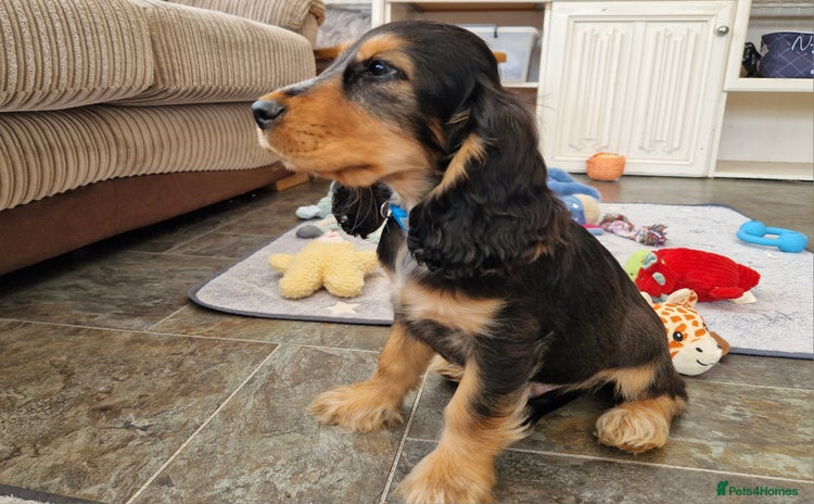Cocker Spaniel dogs - Advert 7