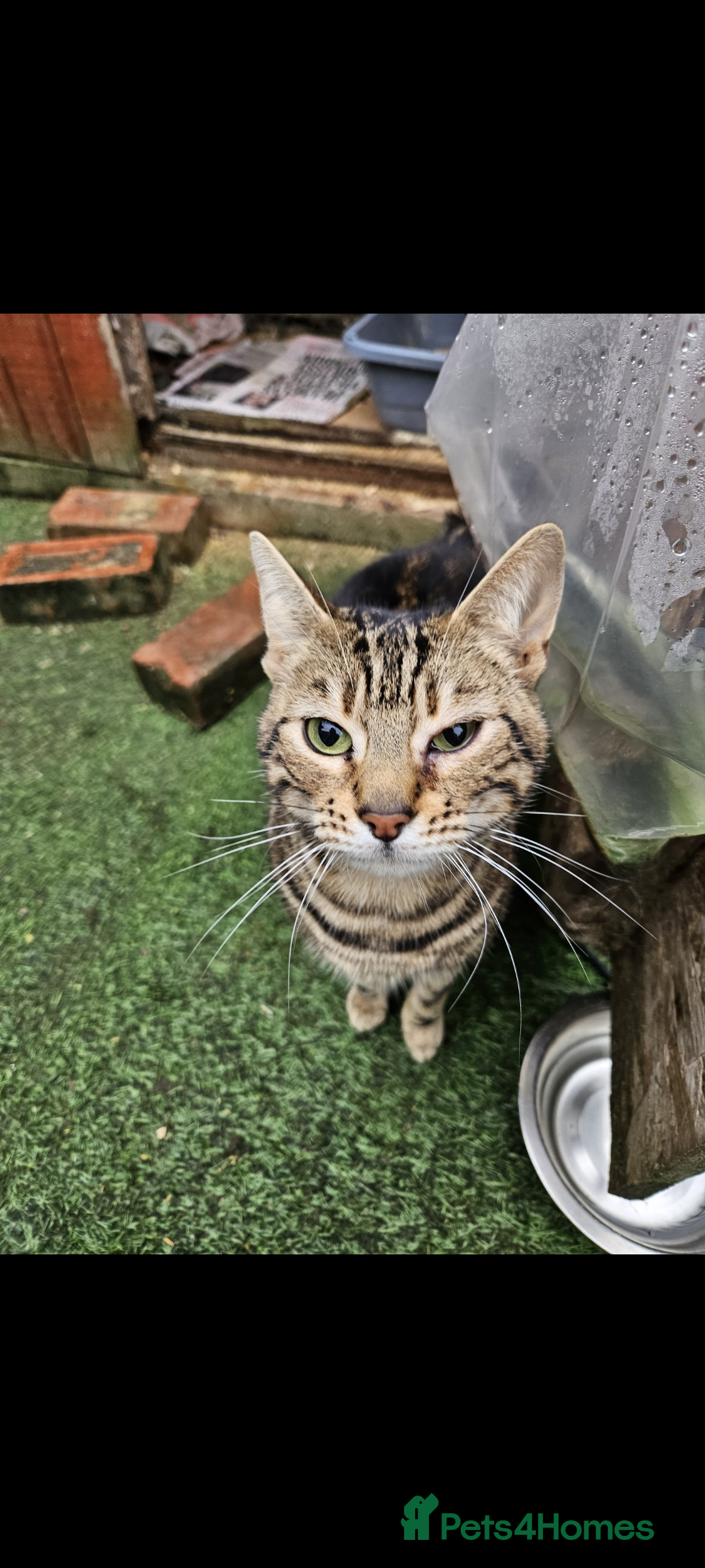 Bengal cats 2 Bengal female cats - Advert 1