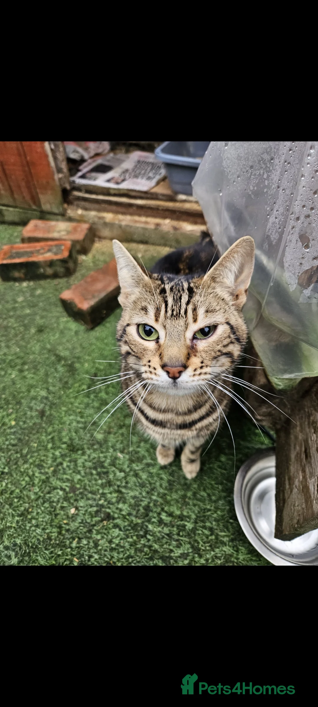 Bengal cats for sale: 2 Bengal female cats - Advert 1