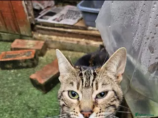 Bengal cats 2 Bengal female cats - Advert 1