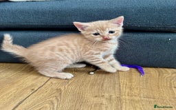 Mixed Breed cats for sale: Beautiful ginger and grey kittens!! - Image 3