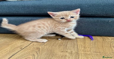Mixed Breed cats - Advert 16