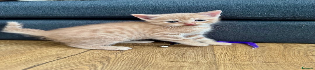 Mixed Breed Kitten 2