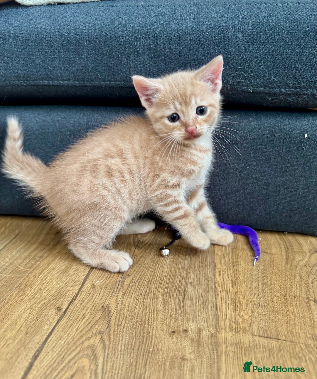Mixed Breed cats for sale: Beautiful ginger and grey kittens!! - Image 3