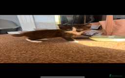Domestic Shorthair cats for sale: 2 Gorgeous Kittens For Sale - NO TABBYS AVAILABLE  - Image 1