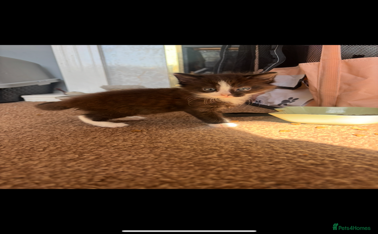 Domestic Shorthair cats - Advert 11