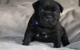 Staffordshire Bull Terrier dogs for sale: KC Reg Staff Pups Blue/Black, Champion Blood Lines - Image 17