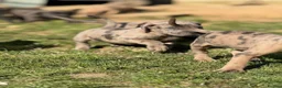 Neapolitan Mastiff dogs for sale:  5LEFT Neapolitan Mastiff x Cane Corso  - Advert 6