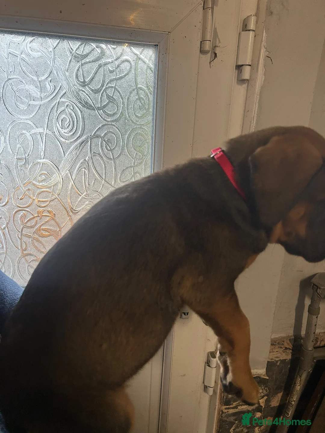 Mixed Breed dogs for sale: Stunning cane corso / Doberman puppies - Advert 19