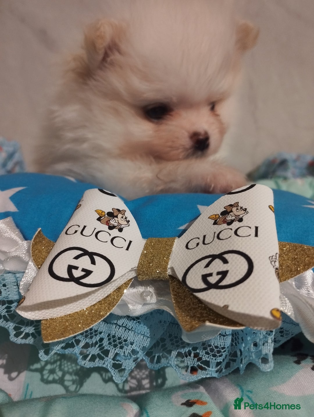 Pomeranian dogs for sale: 💝💝💝High-quality little boys💝💝💝 - Image 34