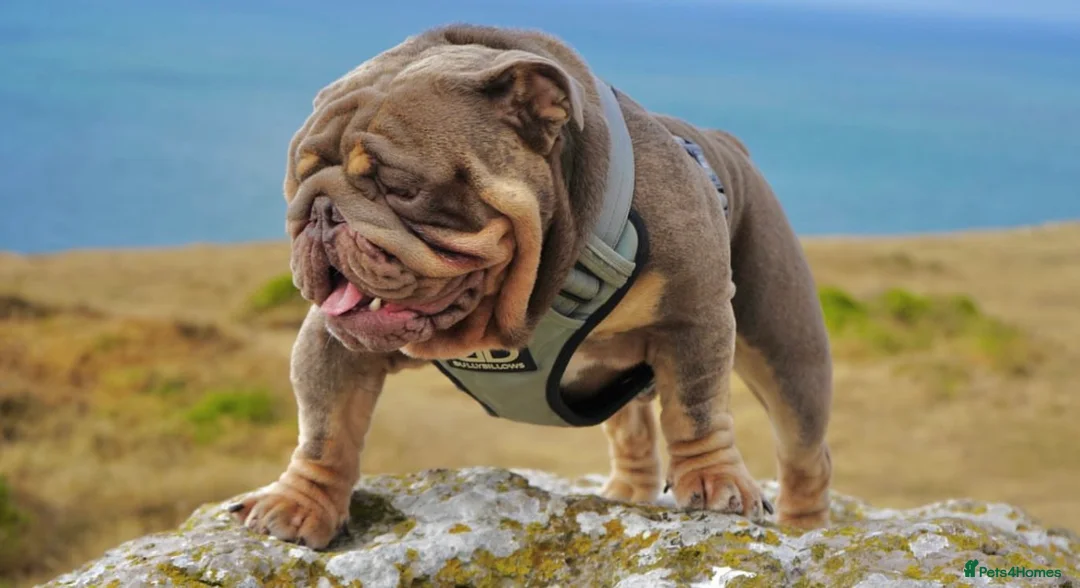 English Bulldog dogs for stud: CREATEABULLZ 🚨LOADED-LUX REDUCED  in Manchester - Advert 16