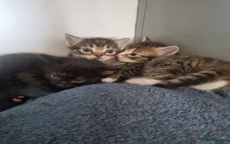 British Shorthair cats for sale: Kittens ready to go to new homes  - Image 4