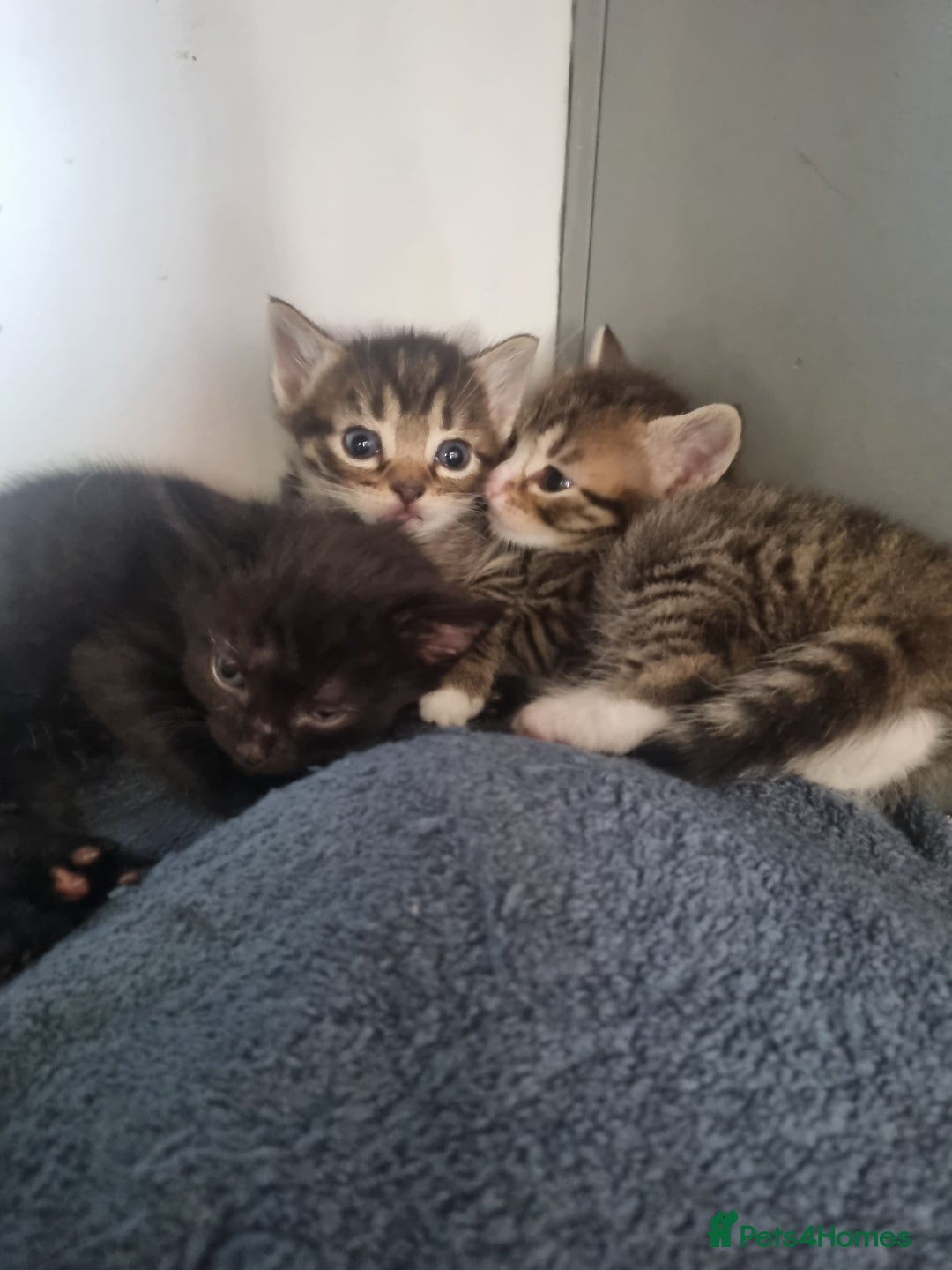 British Shorthair cats for sale: Kittens ready to go to new homes  - Image 4