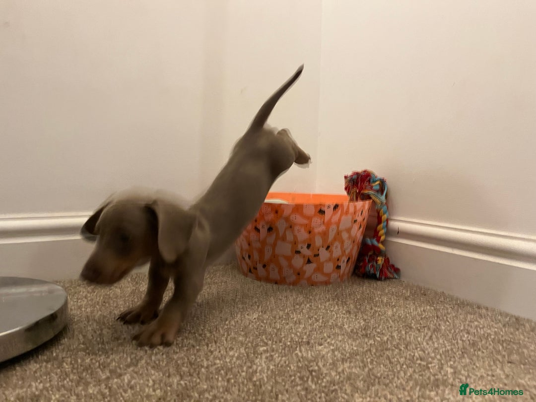 Dachshund dogs for sale: Beautiful Isabella pups exceptional quality  - Image 34