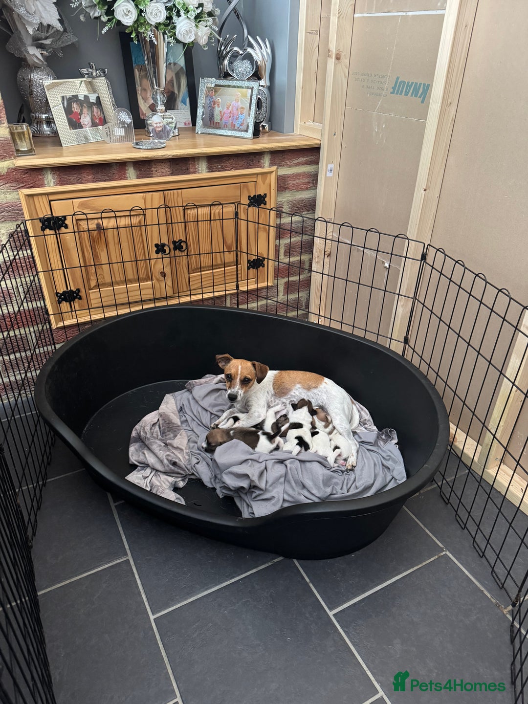 Jack Russell dogs for sale: Jack Russell puppies  - Image 12
