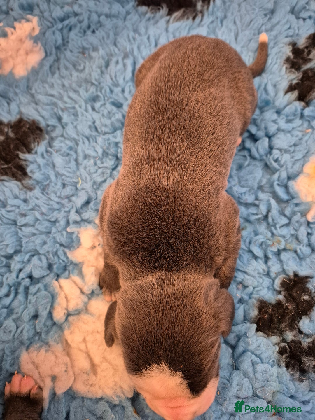 Great Dane dogs for sale: Pedigree Great Dane babies  - Advert 9