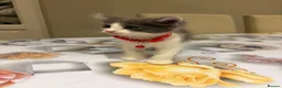 Mixed Breed cats for sale:  Mix British short hair kitten  - Advert 9