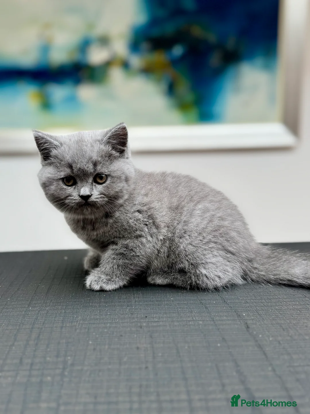 British Shorthair cats for sale: Stunning Pedigree British Shorthair Kittens - Advert 15