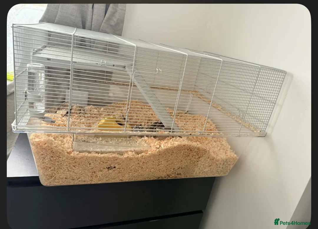 Gerbil rodents for sale: 2 lovely gerbils for sale with cage  - Advert 6