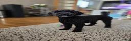 Poodle dogs for stud: Kenzuo Midnight - Ozzy in Southampton - Advert 16